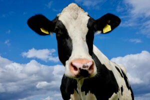 Animal nutrition